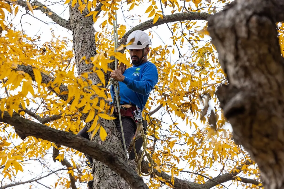 Skilled Tree Planting crew working in Barstow